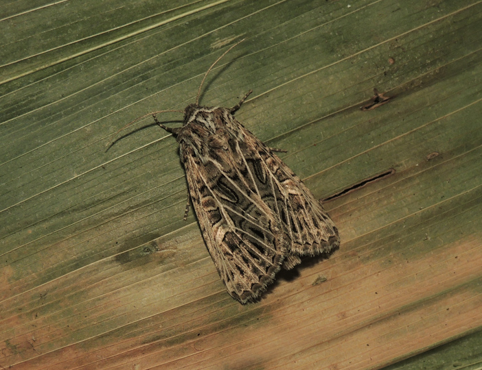 Tholera decimalis Noctuidae